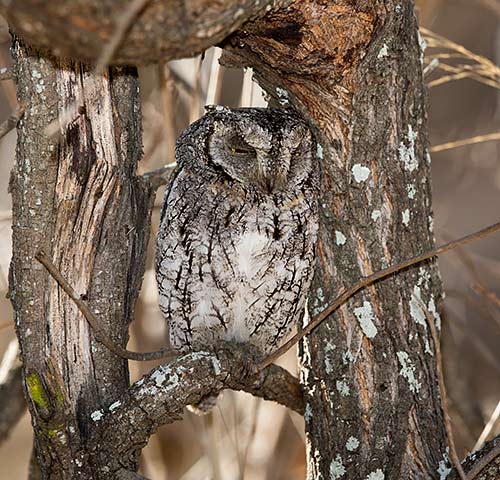 Scops Owl